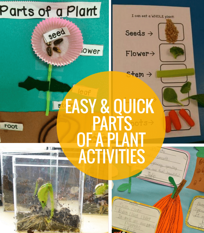 4 Easy and Quick Parts of a Plant Activities - Teach Junkie