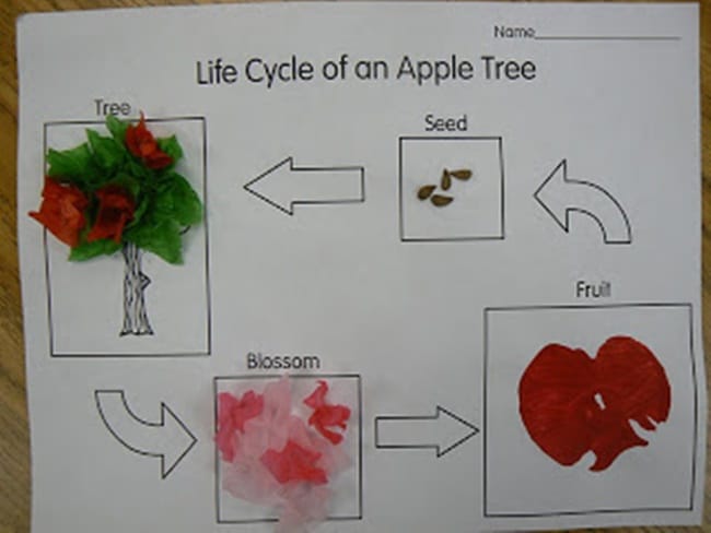 Life Cycle of Apple Tree